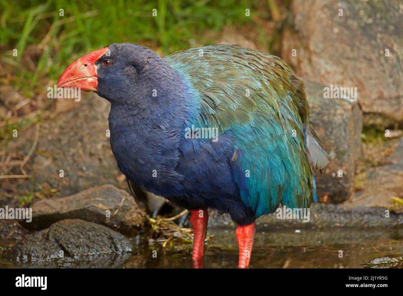 Takahe (Porphyrio hochstetteri), Orokanui Ecosanctugue, près de Dunedin, Île du Sud, Nouvelle-Zélande Banque D'Images