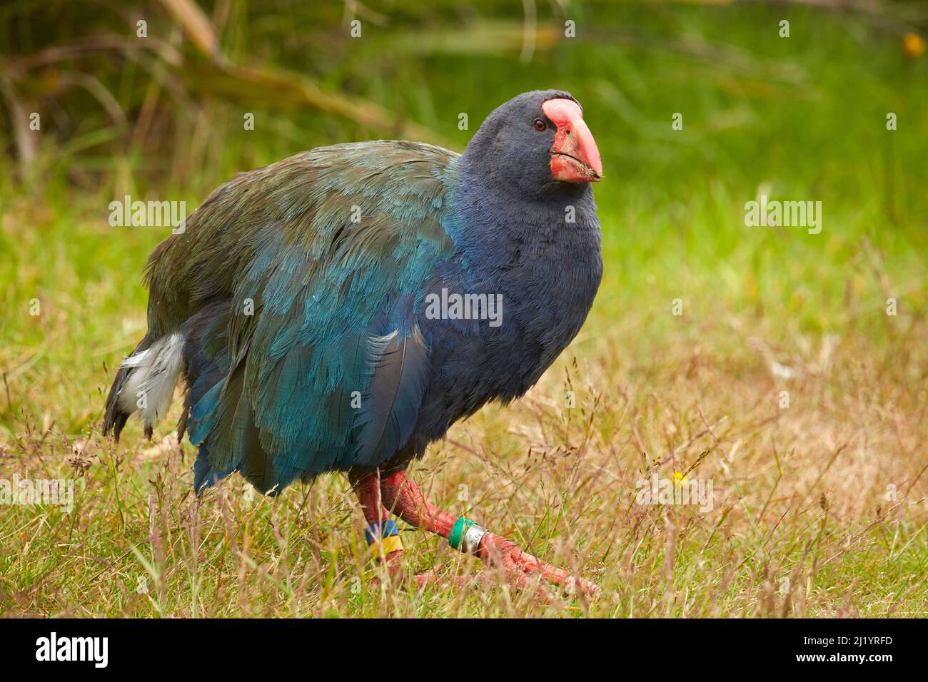 Takahe (Porphyrio hochstetteri), Orokanui Ecosanctugue, près de Dunedin, Île du Sud, Nouvelle-Zélande Banque D'Images