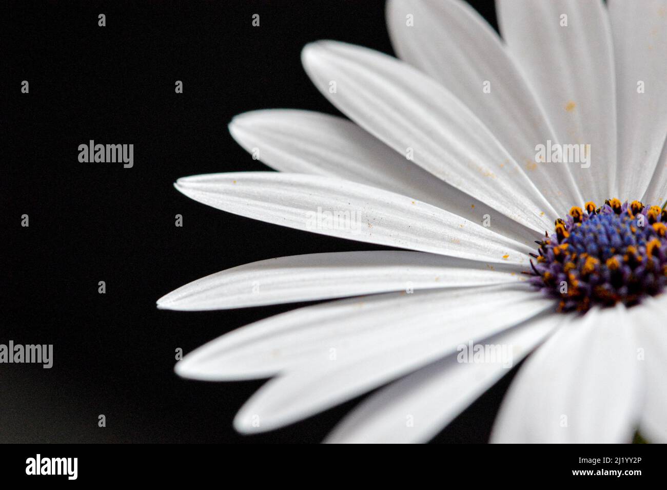 Marguerites africaines macro-blanches sur fond noir avec œil central violet/orange. Banque D'Images