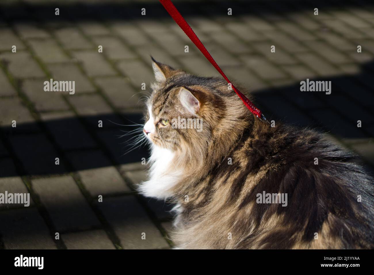 Alvin - Grand chat en laisse sur une promenade Banque D'Images