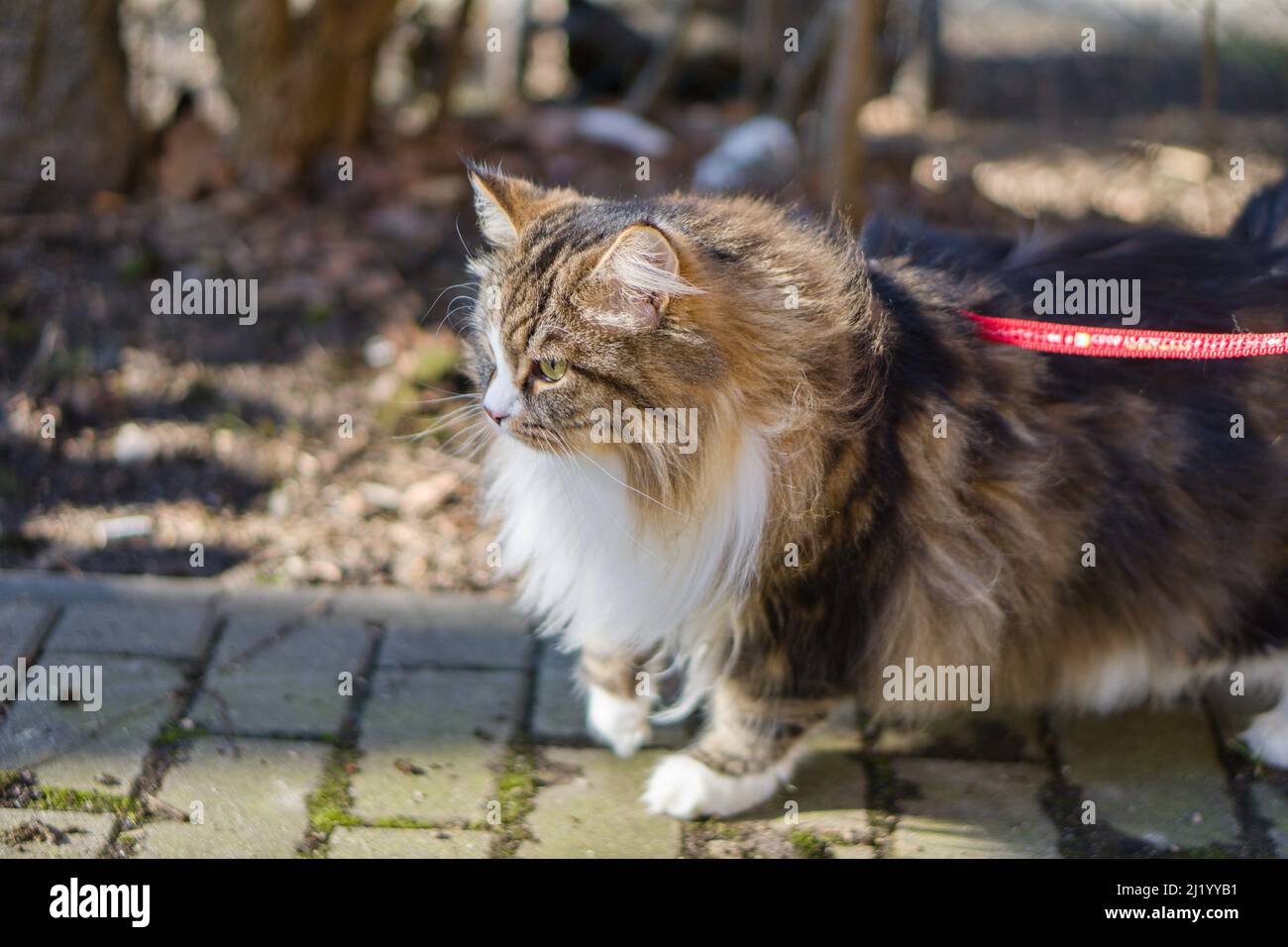 Un gros chat sur une laisse lors d'une promenade Banque D'Images