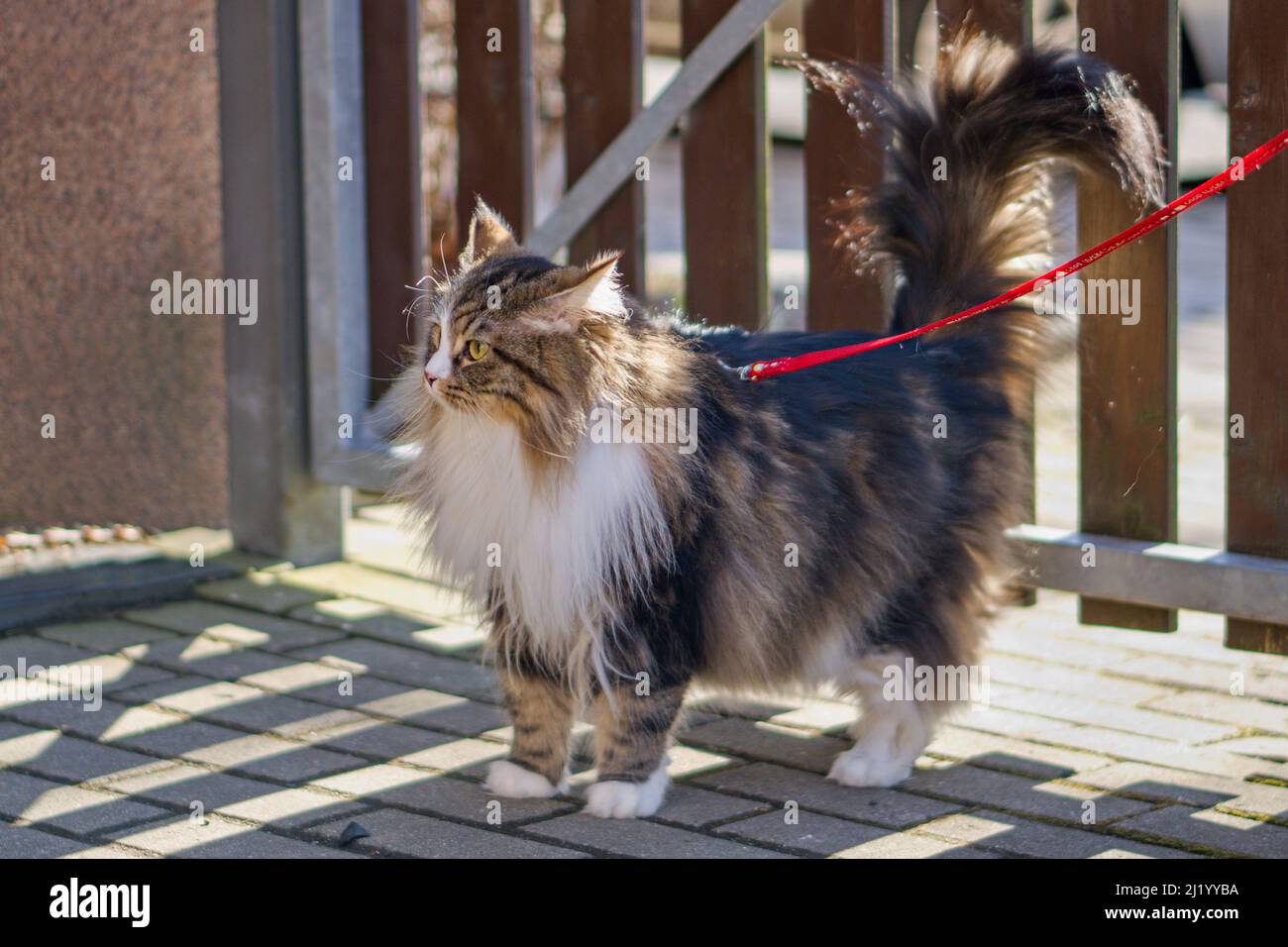 Alvin - Grand chat en laisse sur une promenade Banque D'Images