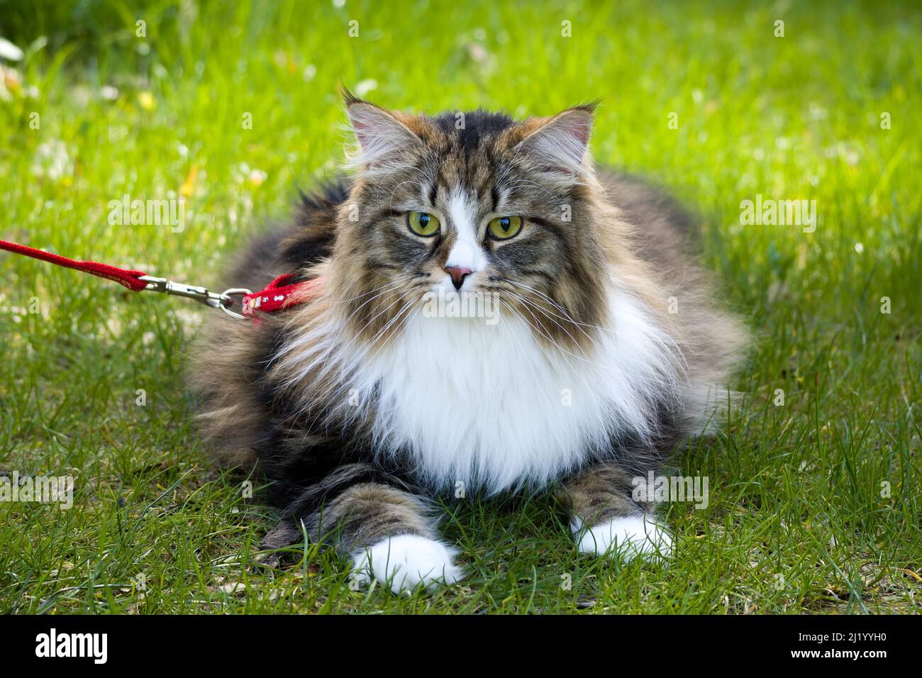 Alvin - Grand chat sibérien aux cheveux longs dans le jardin Banque D'Images