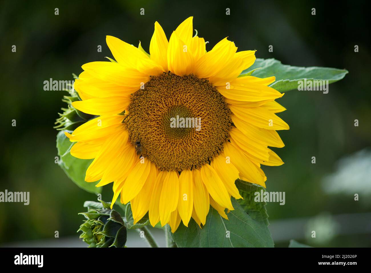 fleur de tournesol de couleur vive gros plan Banque D'Images