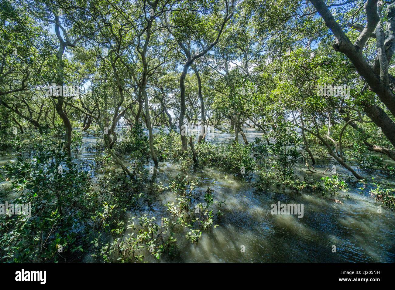 Wynnum mangrove Boardwalk sur les rives de la baie de Moreton Sud, près de la banlieue côtière de Brisbane, Wynnum, Queensland, Australie Banque D'Images