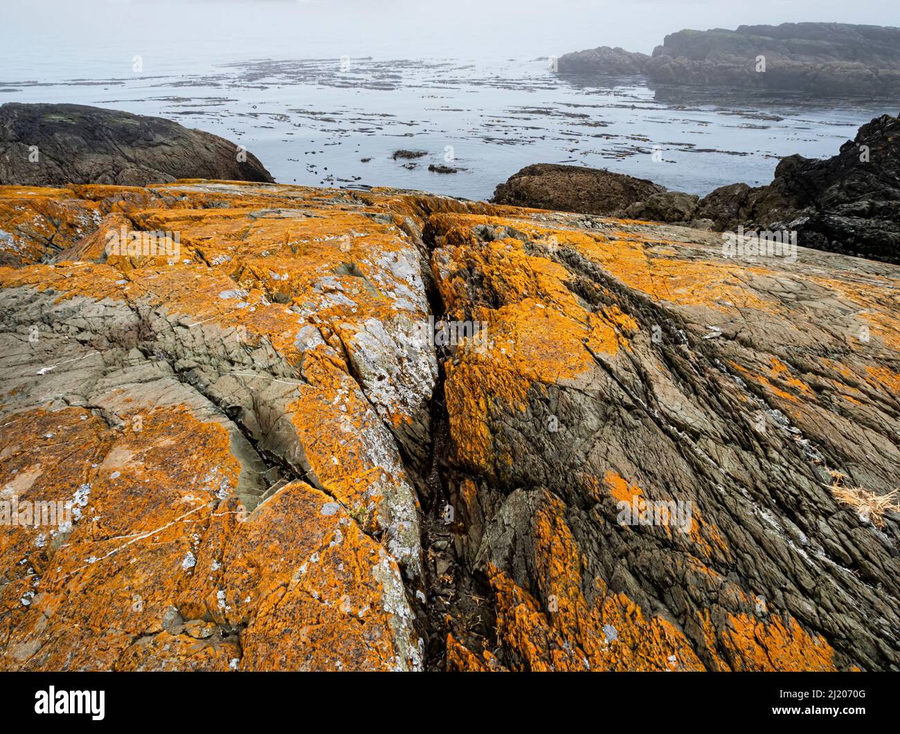 WA21192-00...WASHINGTON -lichen orange vif sur les rochers le long de la rive à Iceberg point sur l'île Lopez. Banque D'Images