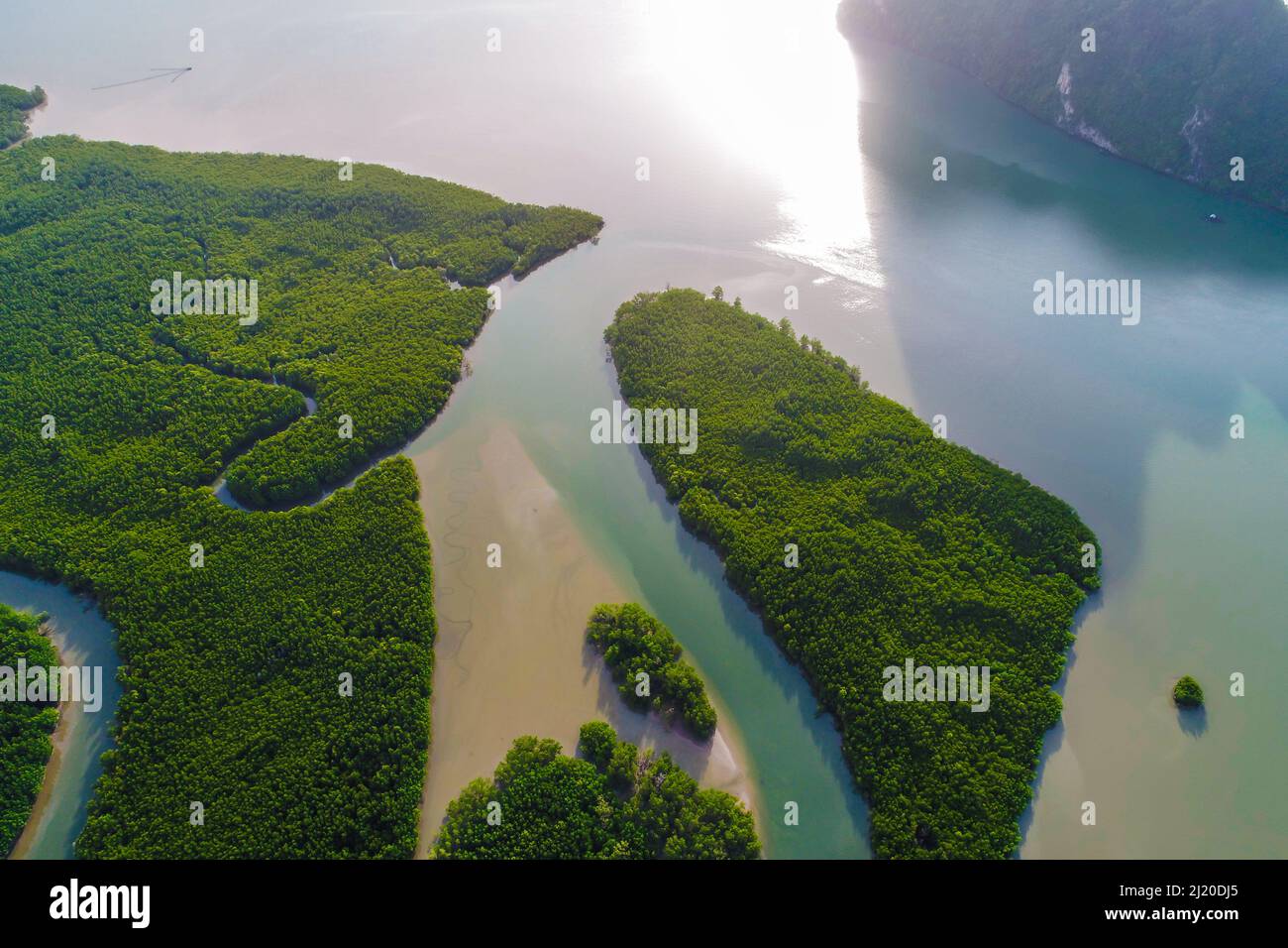 Vue aérienne sur la mer et la rivière dans la mangrove tropicale forêt d'arbres verts avec brouillard lever du matin Banque D'Images