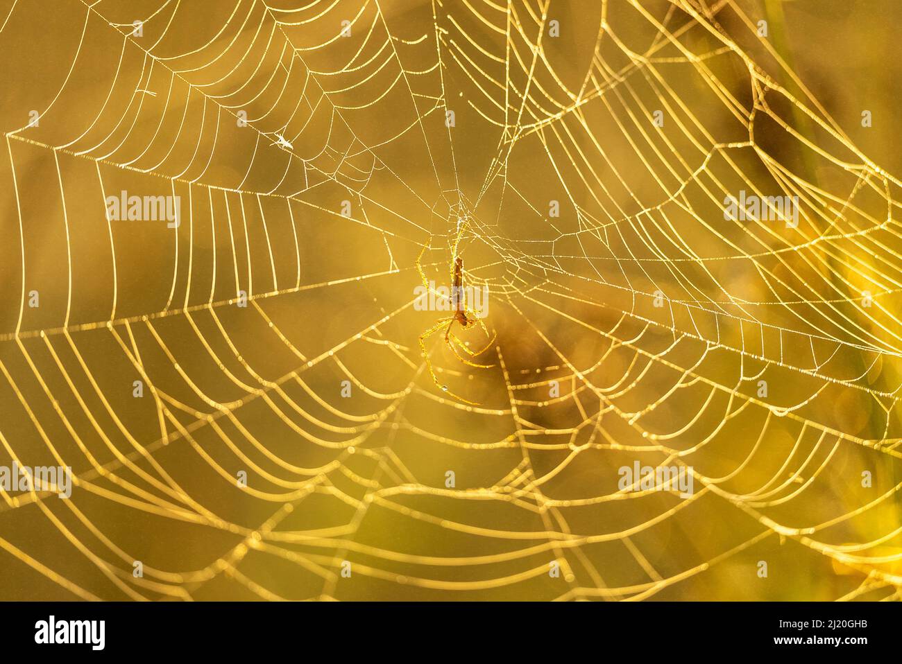 Un gros plan de l'araignée extensa de tétragnatha dans sa toile en attente d'une proie sur un jour ensoleillé avec un arrière-plan flou Banque D'Images