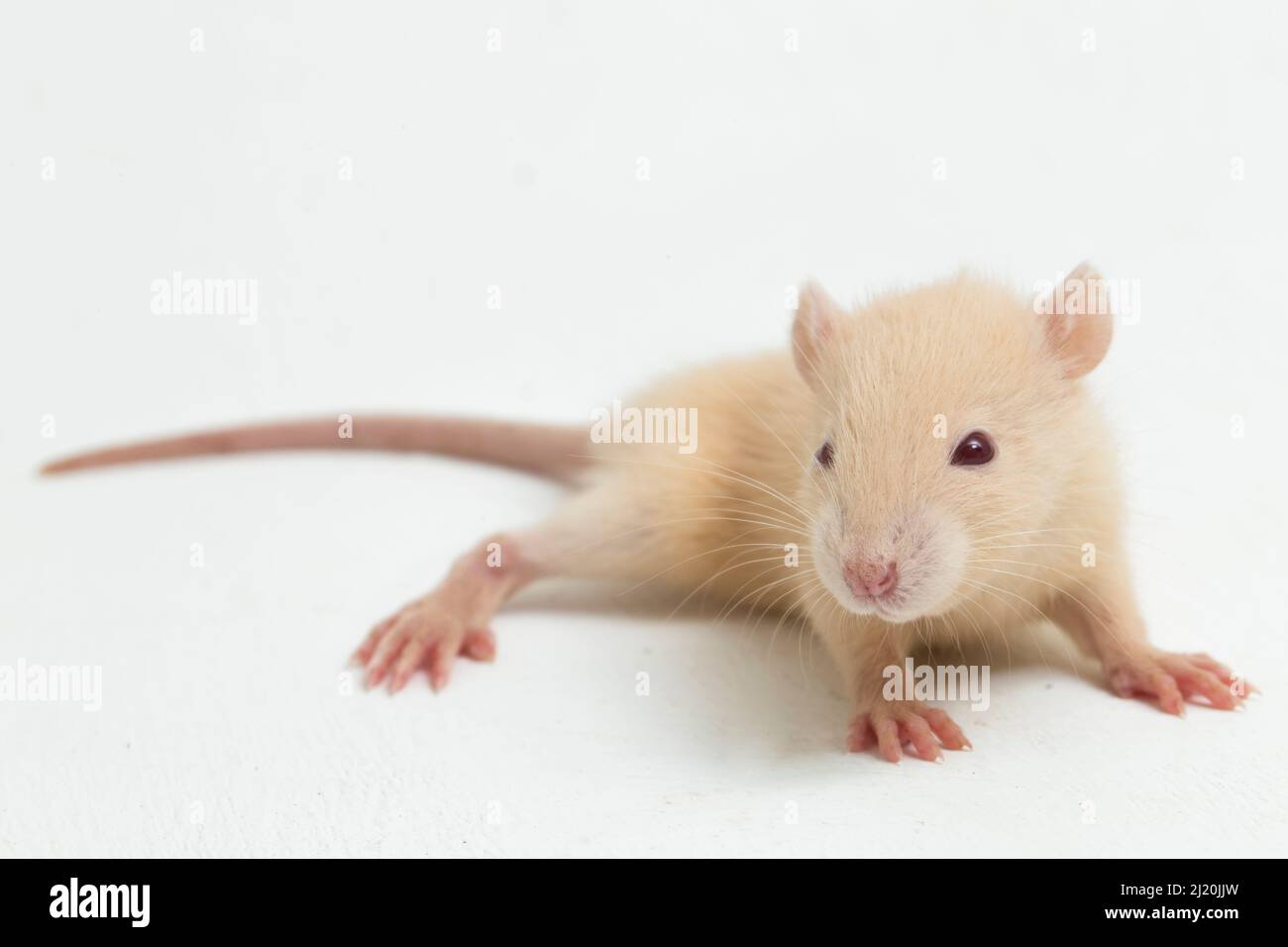 joli rat albino isolé sur fond blanc Banque D'Images