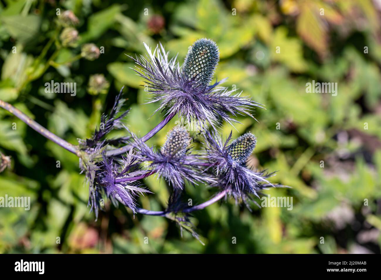 Fleur d'Eryngium alpinum en croissance dans le pré, macro Banque D'Images