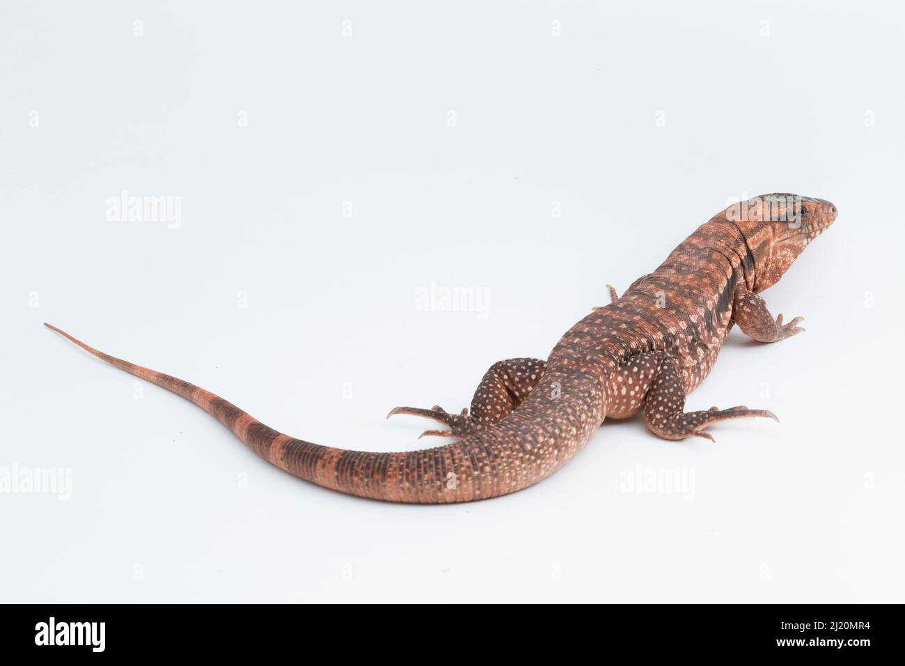 Le tegu lizard rouge Salvator rufescens isolé sur fond blanc Banque D'Images