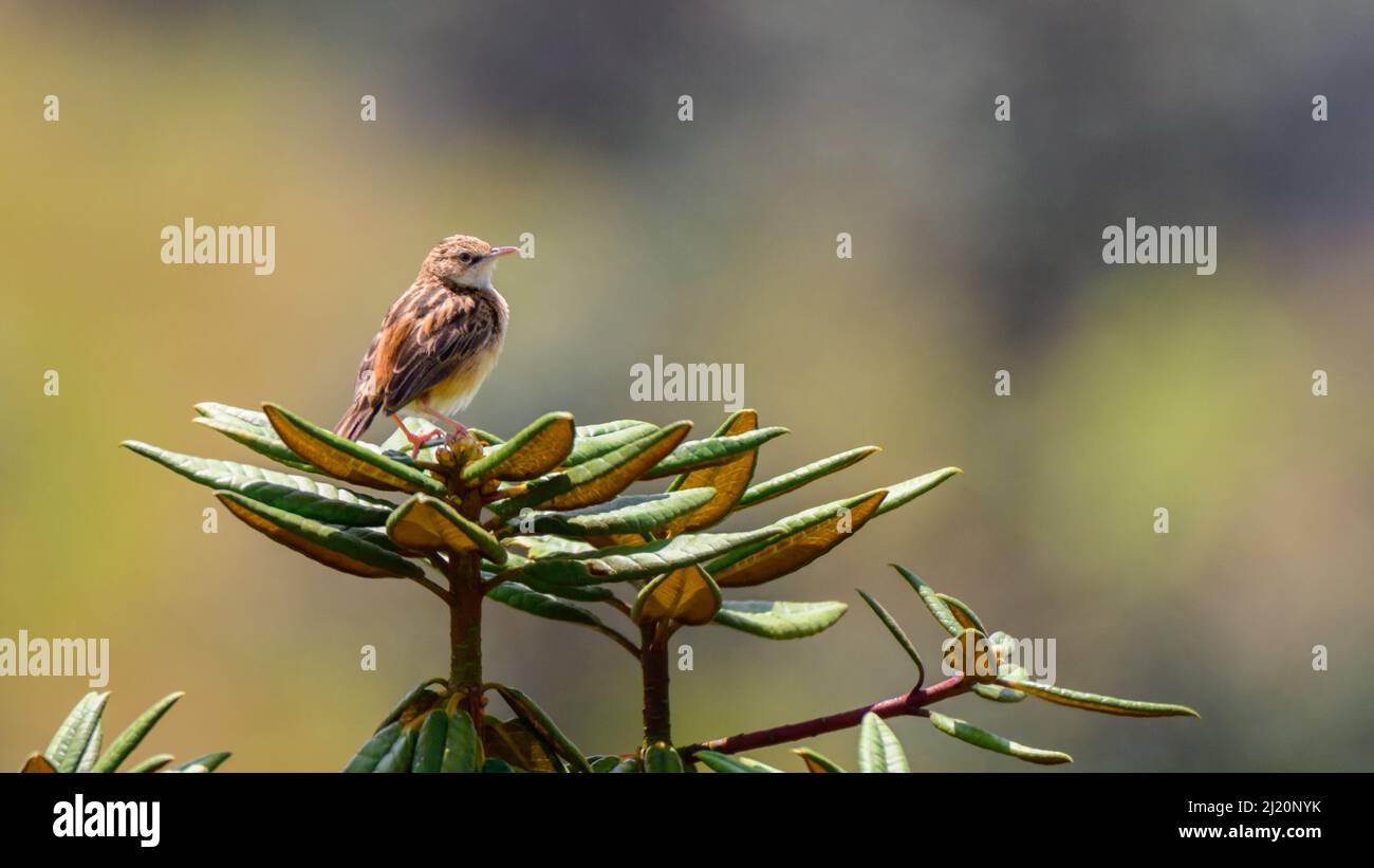 oiseau paruline à queue en éventail perchée sur le sommet d'un arbre azalée, vue de près sur un arrière-plan naturel de bokeh. Banque D'Images