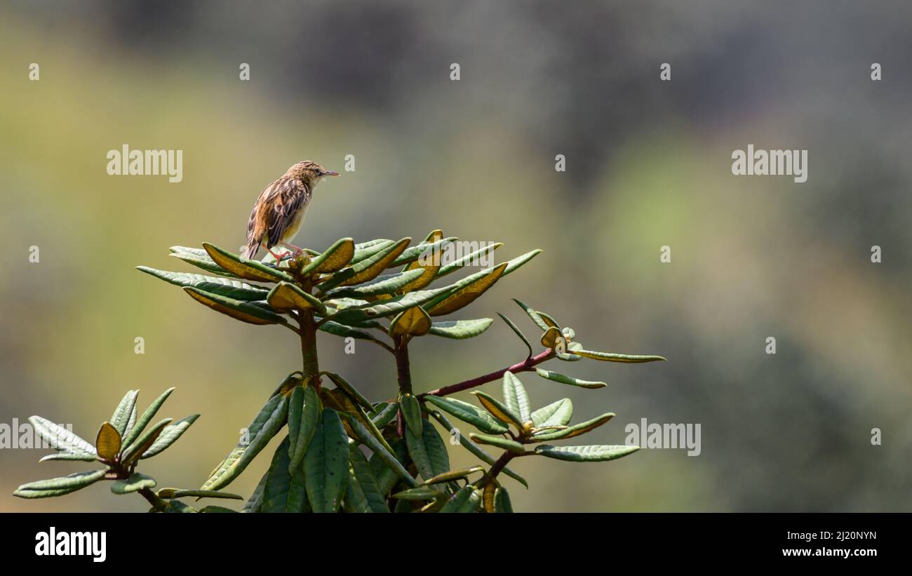 Zitting cisticola oiseau perché sur un arbre azalea contre un fond naturel de bokeh. Banque D'Images