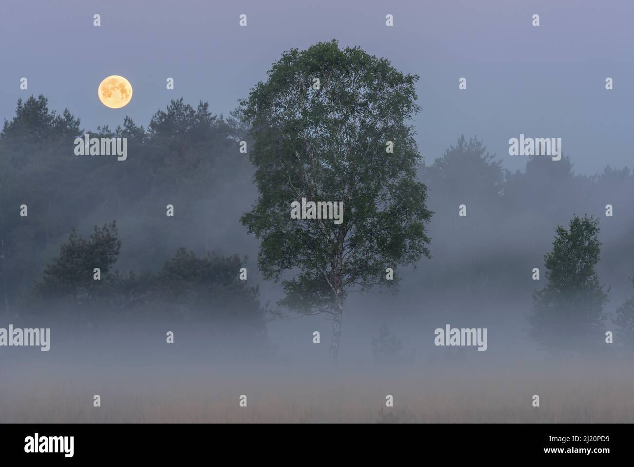 Petit matin paysage brumeux avec pleine lune, Klein Schietveld, Brasschaat, Belgique. Mai Banque D'Images