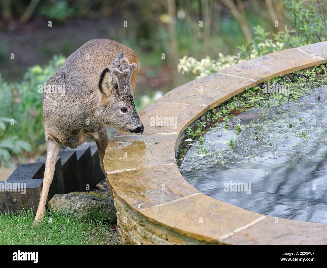 Le jeune cerf de Virginie (Capranolus capranolus) en buck avec des cornes en développement en velours approchant un étang de jardin, jardin de Wiltshire, Royaume-Uni, février. Banque D'Images
