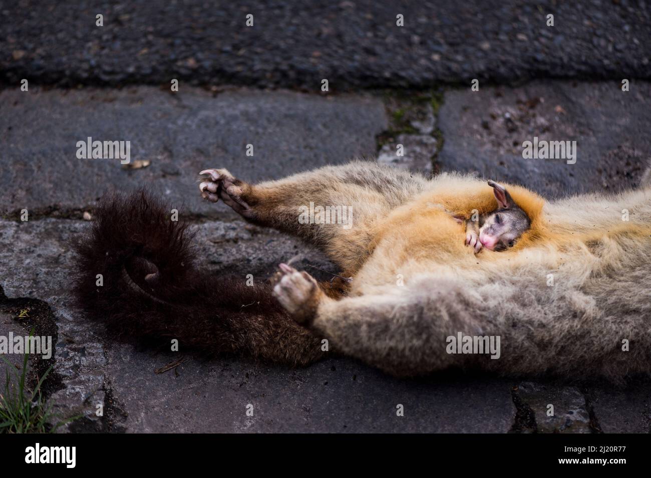 DELETE-HG SIMILAIRE EN LIGNE DELETE-BG - Trichosurus vulpecula (Trichosurus vulpecula) femelle a été trouvé mort sur le côté de la route. C’était probablement le cas Banque D'Images
