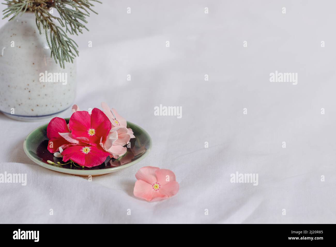 Composition de fleurs périWinkle dainty dans un fond blanc lumineux montrant l'esthétique fraîche et tranquille de printemps Banque D'Images