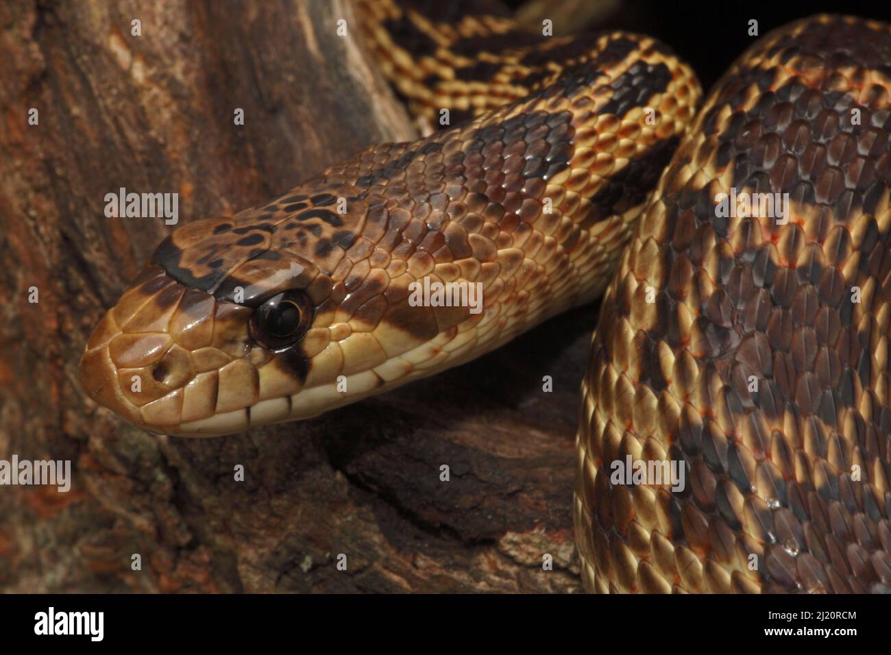Serpent-gopher du Pacifique (Pituophis melanoleucus catenifer), captif, États-Unis Banque D'Images