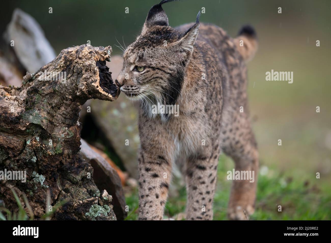 Lynx ibérique (Lynx pardinus) odeur étouffant sur branche morte, Parque Natural Sierra de Andujar, Andalousie, Espagne. Janvier. Banque D'Images