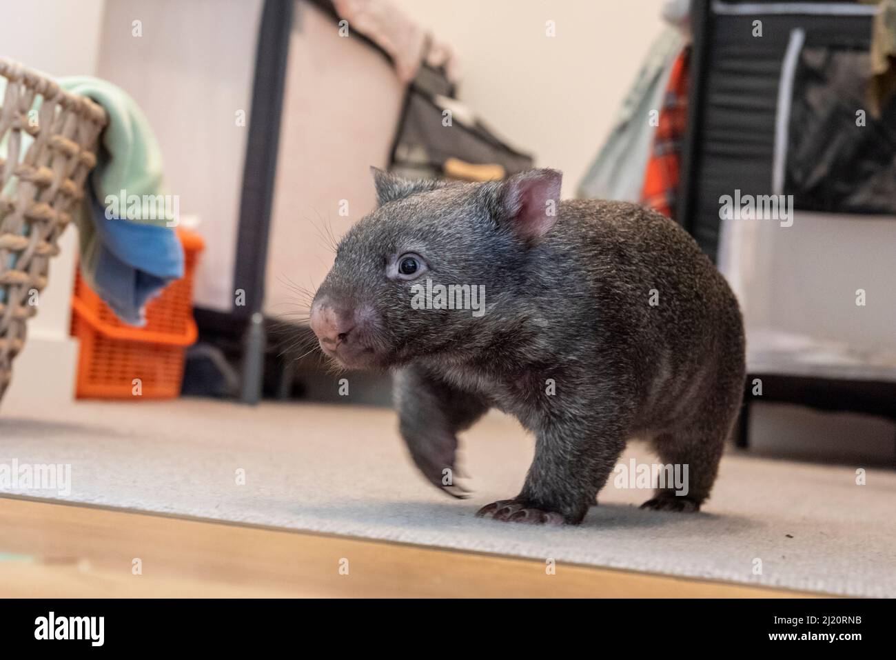 Wombat à nez nu (Vombatus ursinus) a sauvé bébé 9 mois 'Beatrice', explorant l'appartement. En raison du verrouillage de Covid-19, Emily Small. Fondateur de Goon Banque D'Images