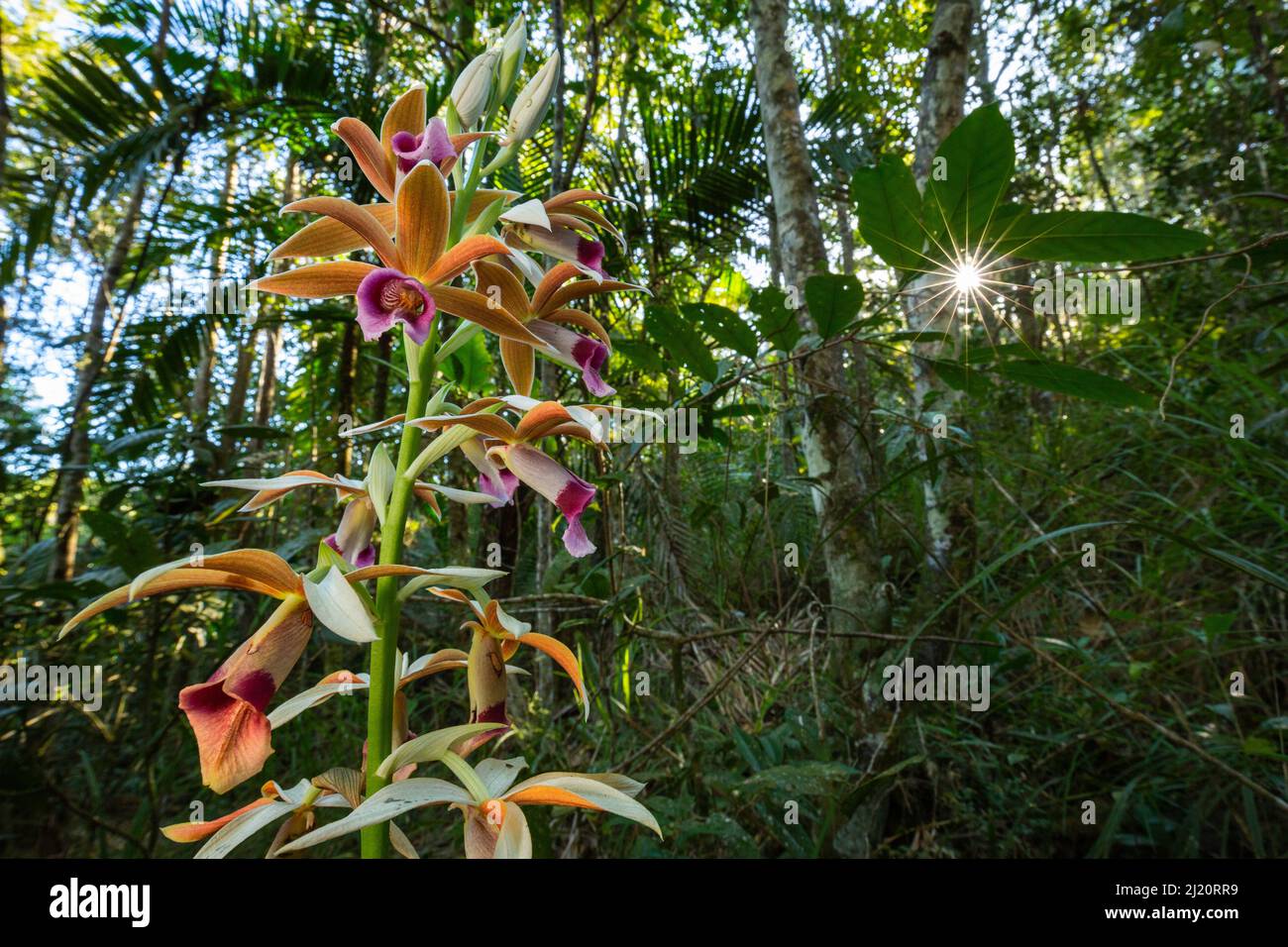 Orchidée sauvage près de Cupeyal del Norte dans le parc national Humboldt, Guantanamo, Cuba Banque D'Images
