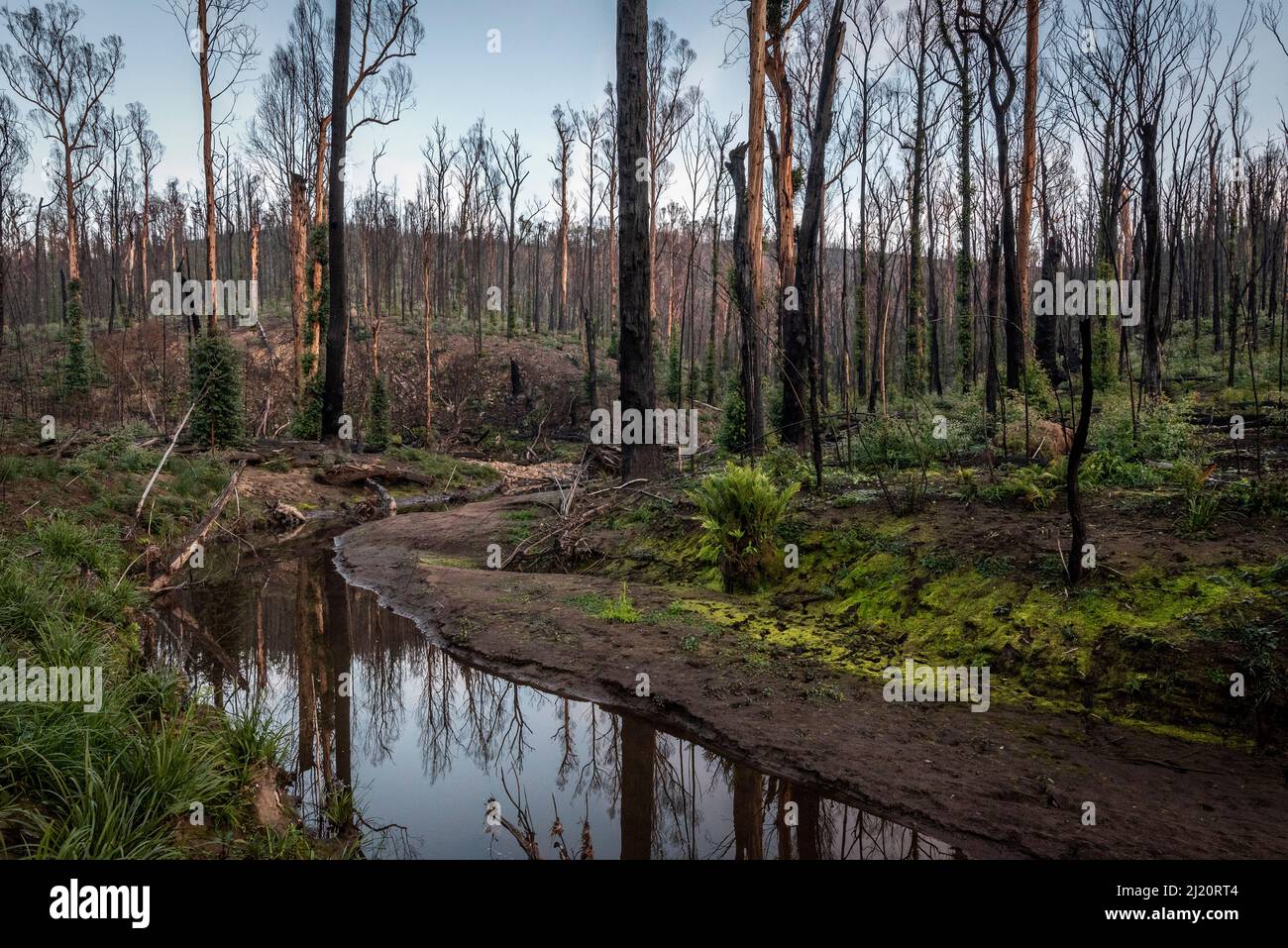 Martins Creek et ses environs environ 5 mois après 2019/20 feux de brousse ont dévasté la région. Le bord de la crique avait à l'origine une forêt pluviale tempérée humide Banque D'Images