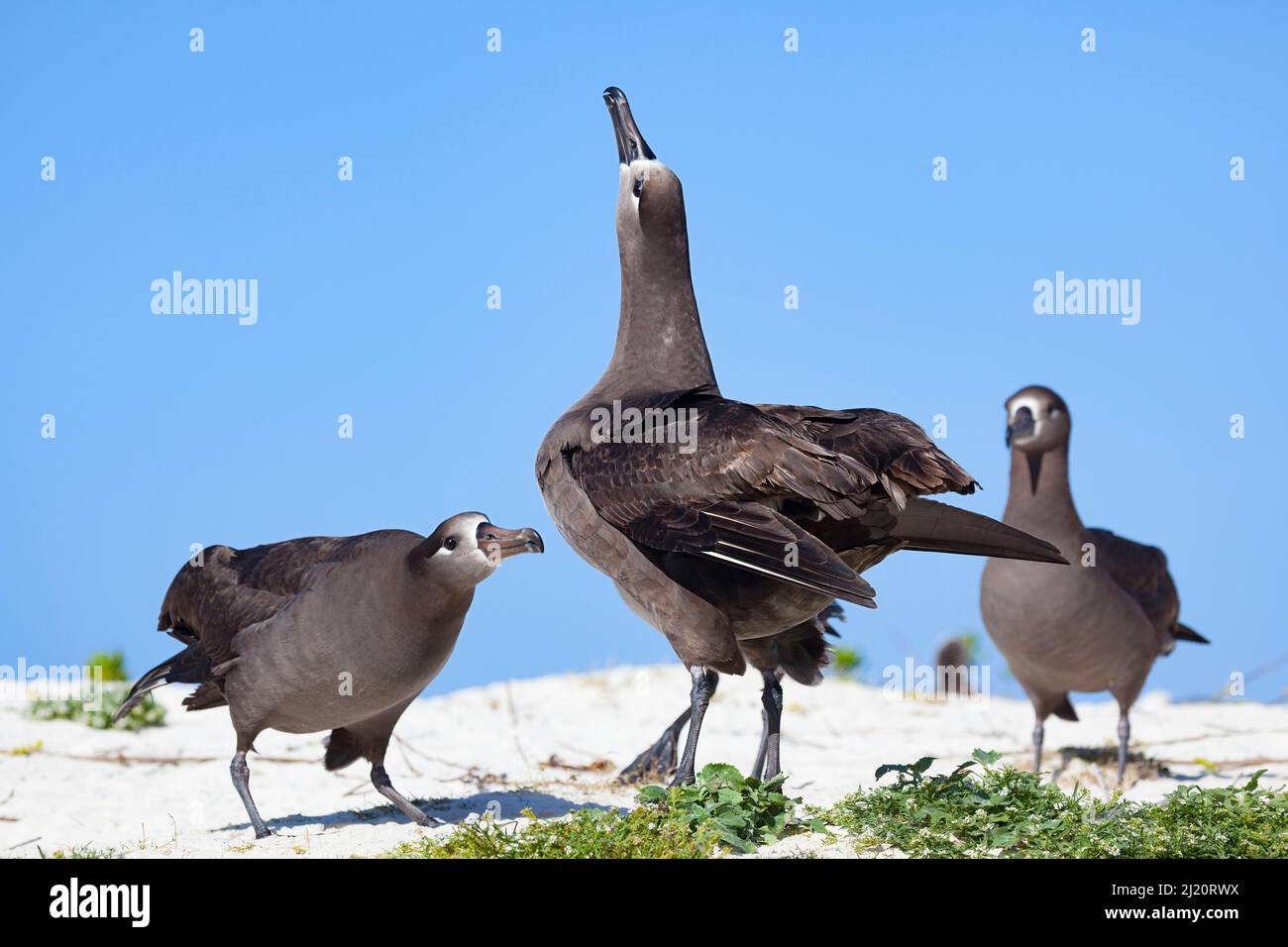 Paire d'albatros à pieds noirs (Phoebastria nigripes) en danse en cour, un ciel pointant avec un autre albatros observant en arrière-plan. Sand Island, M Banque D'Images