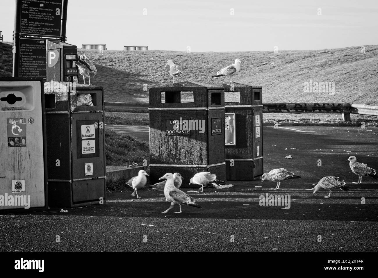 Les mouettes se rasèchent pour des restes de nourriture autour des poubelles publiques d'un parking côtier à Tynemouth. Banque D'Images
