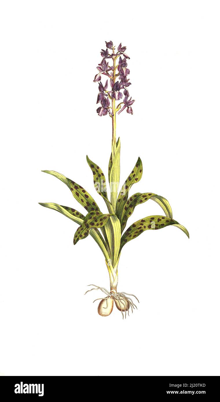 Männliches Knabenkraut, Orcis mascula, Ach Stattliches Knabenkraut, Manss-Knabenkraut und Kuckucks-Knabenkraut / Orchis mascula, l'orchidée pourpre précoce, l'orchidée de printemps précoce, historique, numérique amélioration de la reproduction d'un original du 19th siècle / restauration numérique 19 Orierkrías Pro-Pro-Pro-rías. Jahrhundert, genaues Originaldatum nicht bekannt Banque D'Images