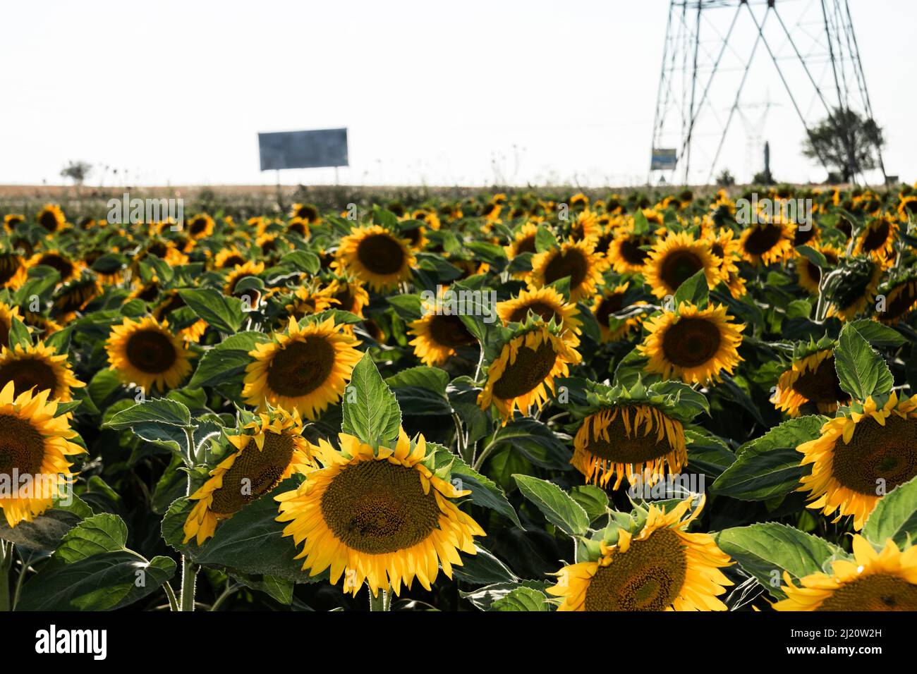 Sun Flower Field à la journée ensoleillée, de beaux tournesols. Banque D'Images