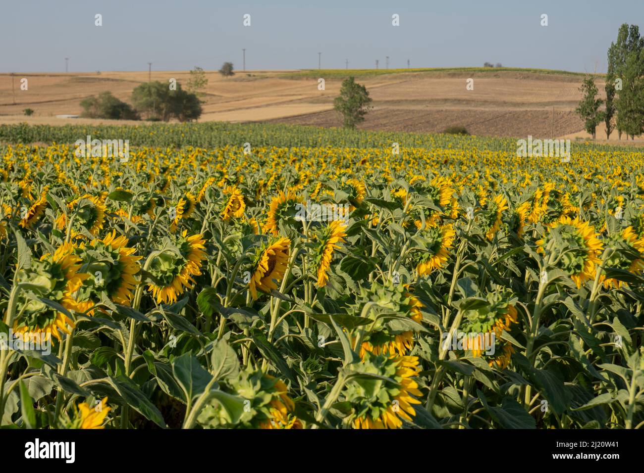 Sun Flower Field à la journée ensoleillée, de beaux tournesols. Banque D'Images