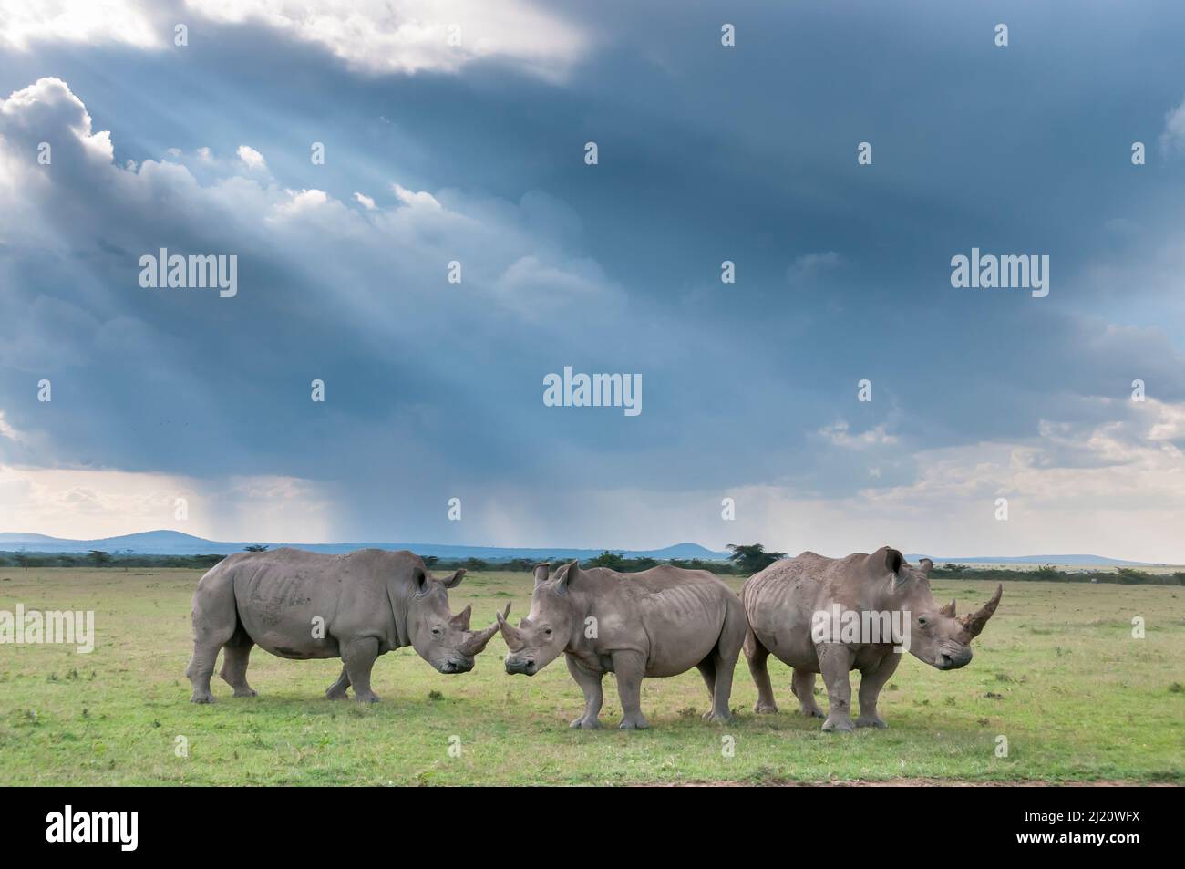 Trois rhinocéros blancs (Ceratotherium simum), Réserve de gibier de Solio, Laikipia, Kenya. Septembre. Banque D'Images