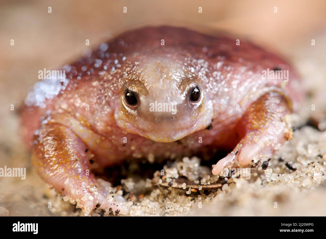 Portrait de la grenouille des tortues (Myobatrachus gouldii). Perth, Australie occidentale. Octobre. Banque D'Images