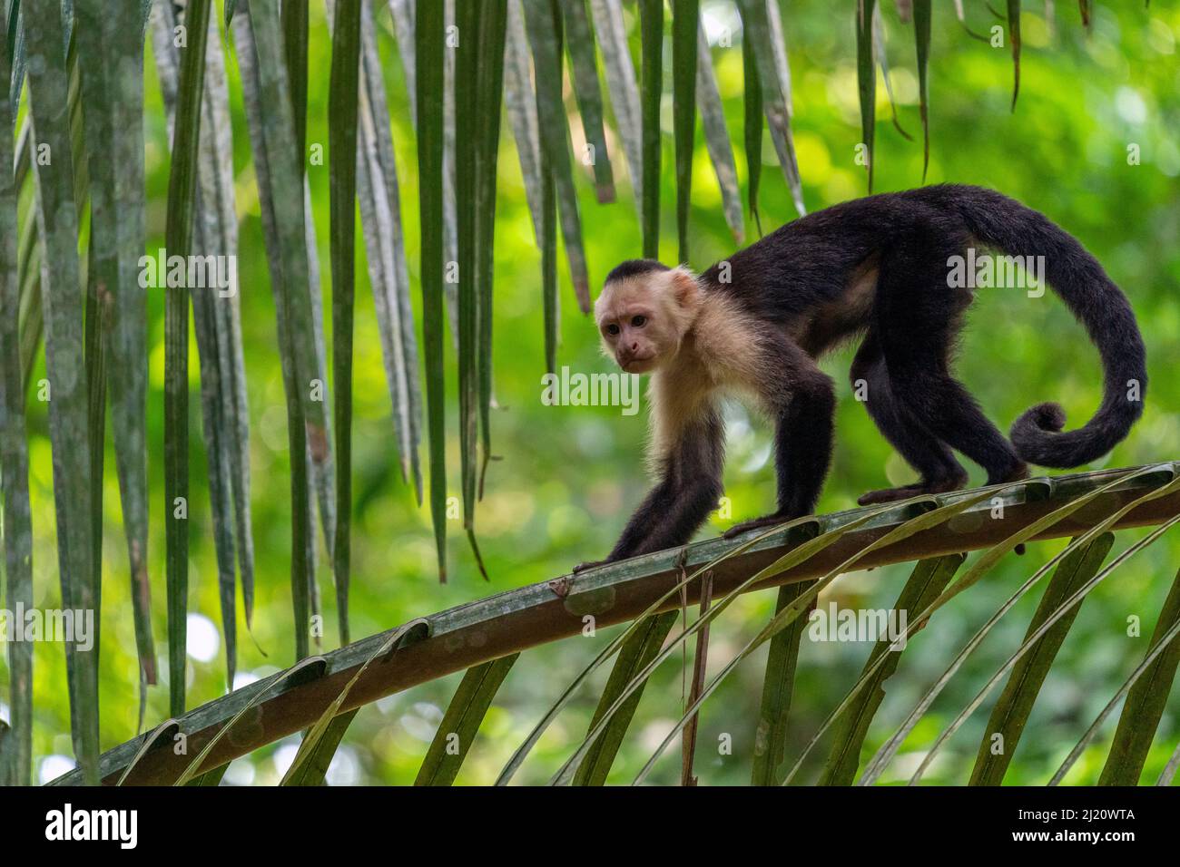 Capuchin à face blanche (Cebus capucinus imitator) Parc national de Carara, Costa Rica Banque D'Images
