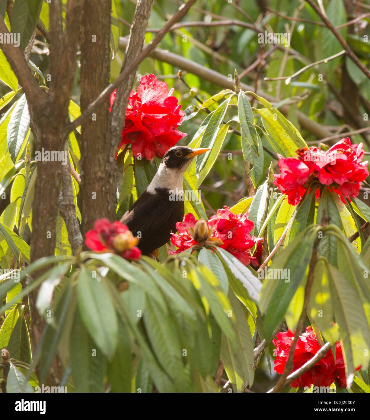 Oiseau noir à col blanc (Turdus albocinctus) perché dans un arbre de Rhododendron (Rhododendron sp). Nord Sikkim, Inde. Avril. Banque D'Images