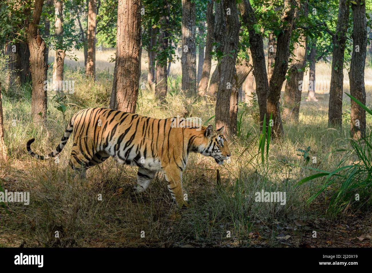Tigre du Bengale (Panthera tigris tigris) femelle marchant dans la forêt de sal (Shorea robusta). Parc national de Bandhavgarh, Madhya Pradesh, Inde centrale. Banque D'Images