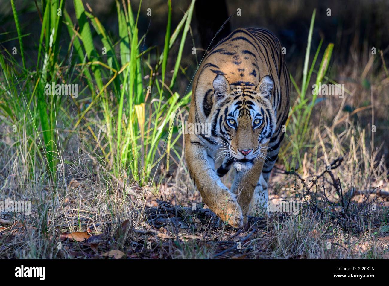 Tigre du Bengale (Panthera tigris tigris tigris) femelle qui se traque dans la forêt. Parc national de Bandhavgarh, Madhya Pradesh, Inde centrale. Banque D'Images