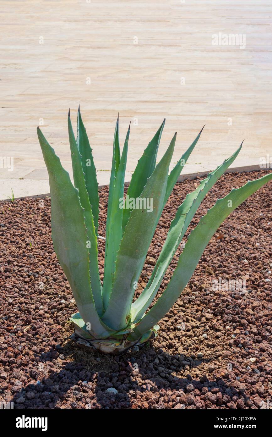 Plante de siècle avec de longues feuilles vertes avec des bords piquant poussant dans un parc Banque D'Images