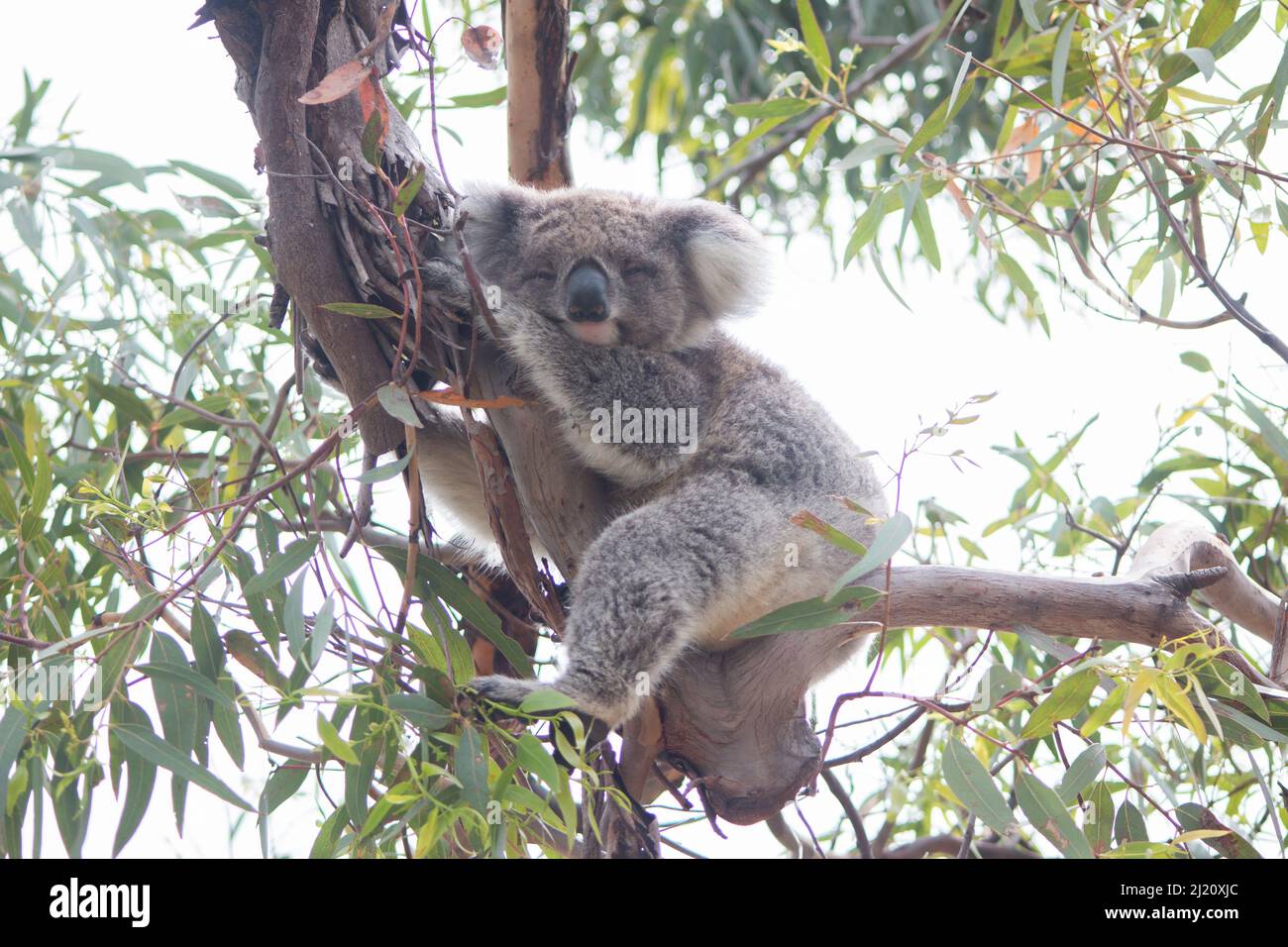 Une vague verte suffit Banque D'Images