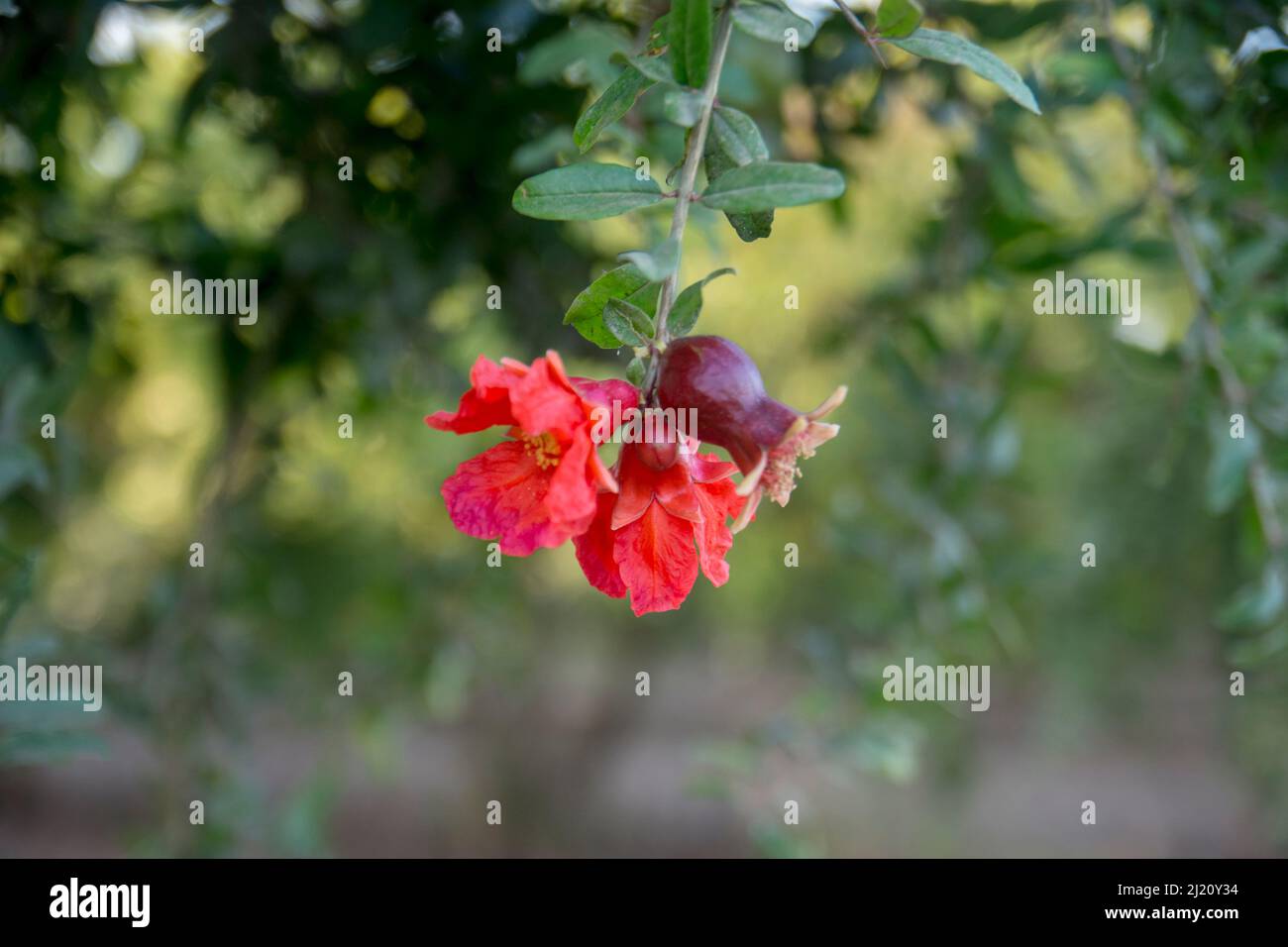 Arbre de grenade en fleurs, foyer sélectif deux fleurs de grenade côte à côte. Banque D'Images