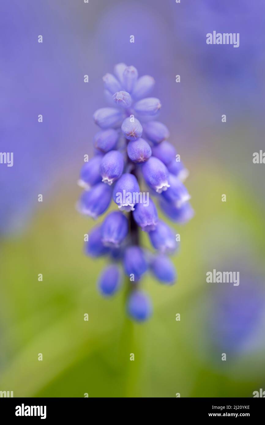 Une fleur solitaire de jacinthe de raisin (Muscari armeniacum), sur fond de feuillage hors foyer et sur fond d'autres jacinthes de raisin Banque D'Images