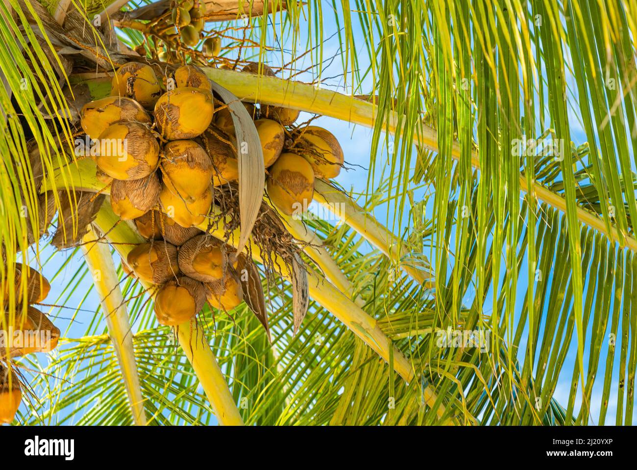Noix de coco avec beaucoup de fruits de noix de coco, Zanzibar, Tanzanie Banque D'Images
