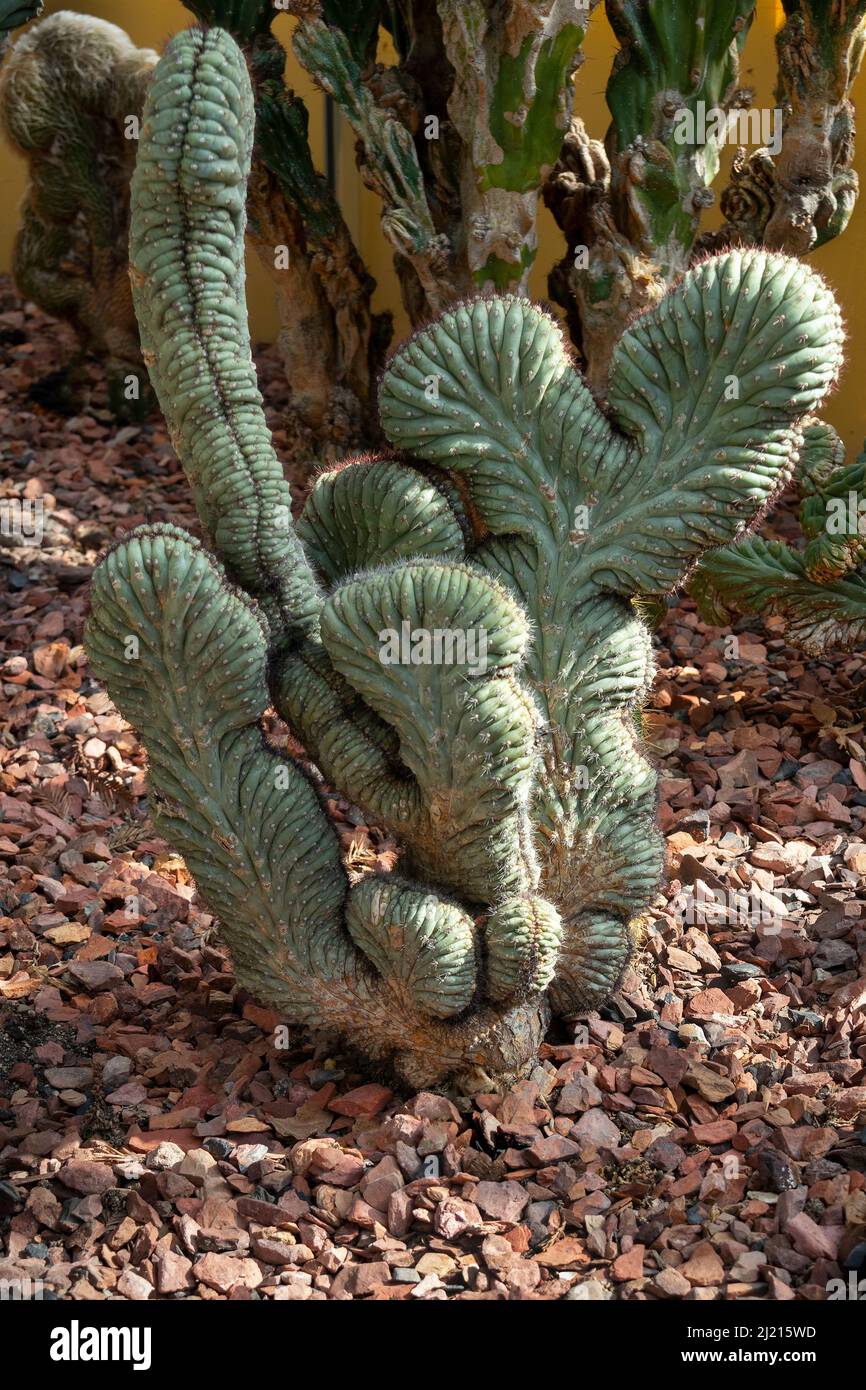 Cipocereus bradei cristata plante de cactus à l'intérieur sous le soleil Banque D'Images