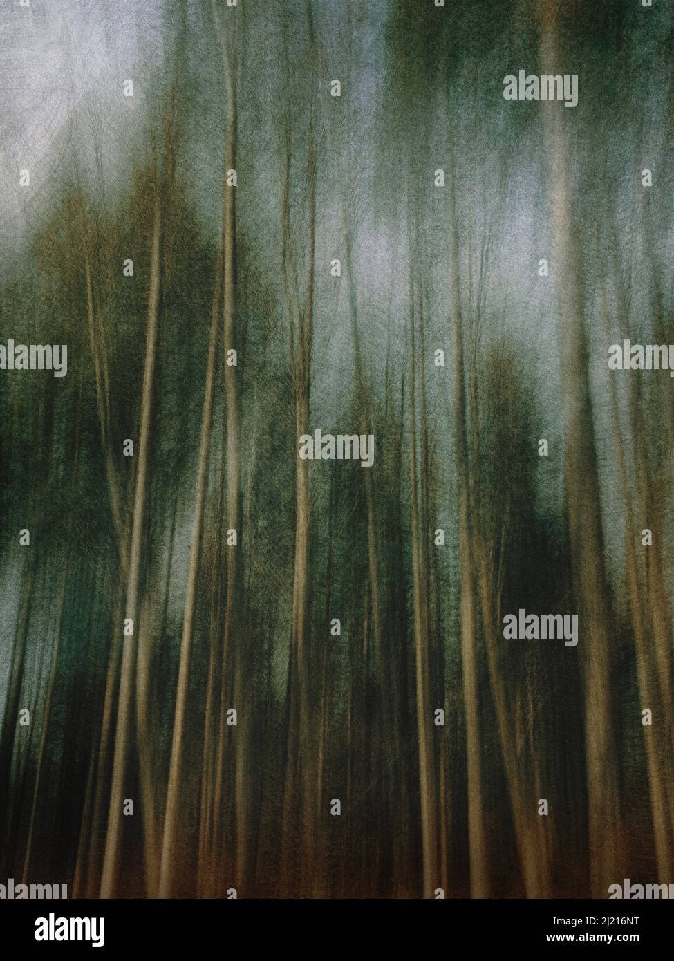 ART CONTEMPORAIN : ombres et grands arbres Banque D'Images