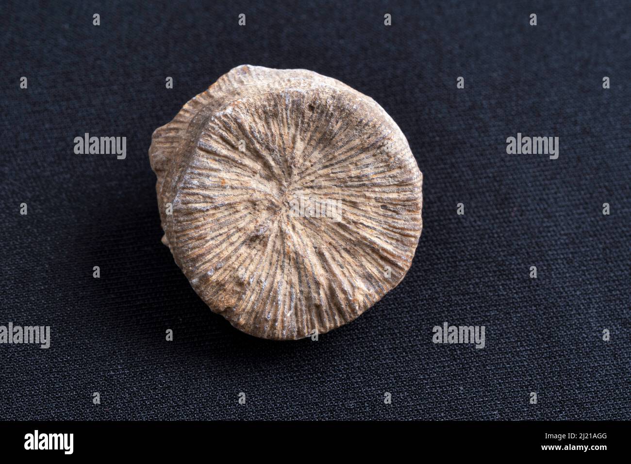 Brachiopod ventral, Kolhapur, Maharashtra, Inde Banque D'Images