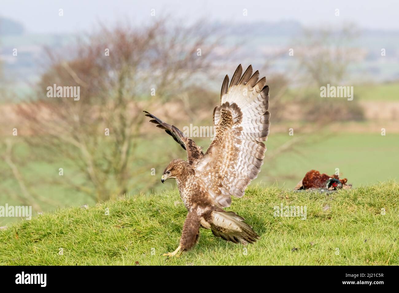 Buzzard, Buteo buteo, Marlborough Downs, près de Swindon, Wiltshire Banque D'Images