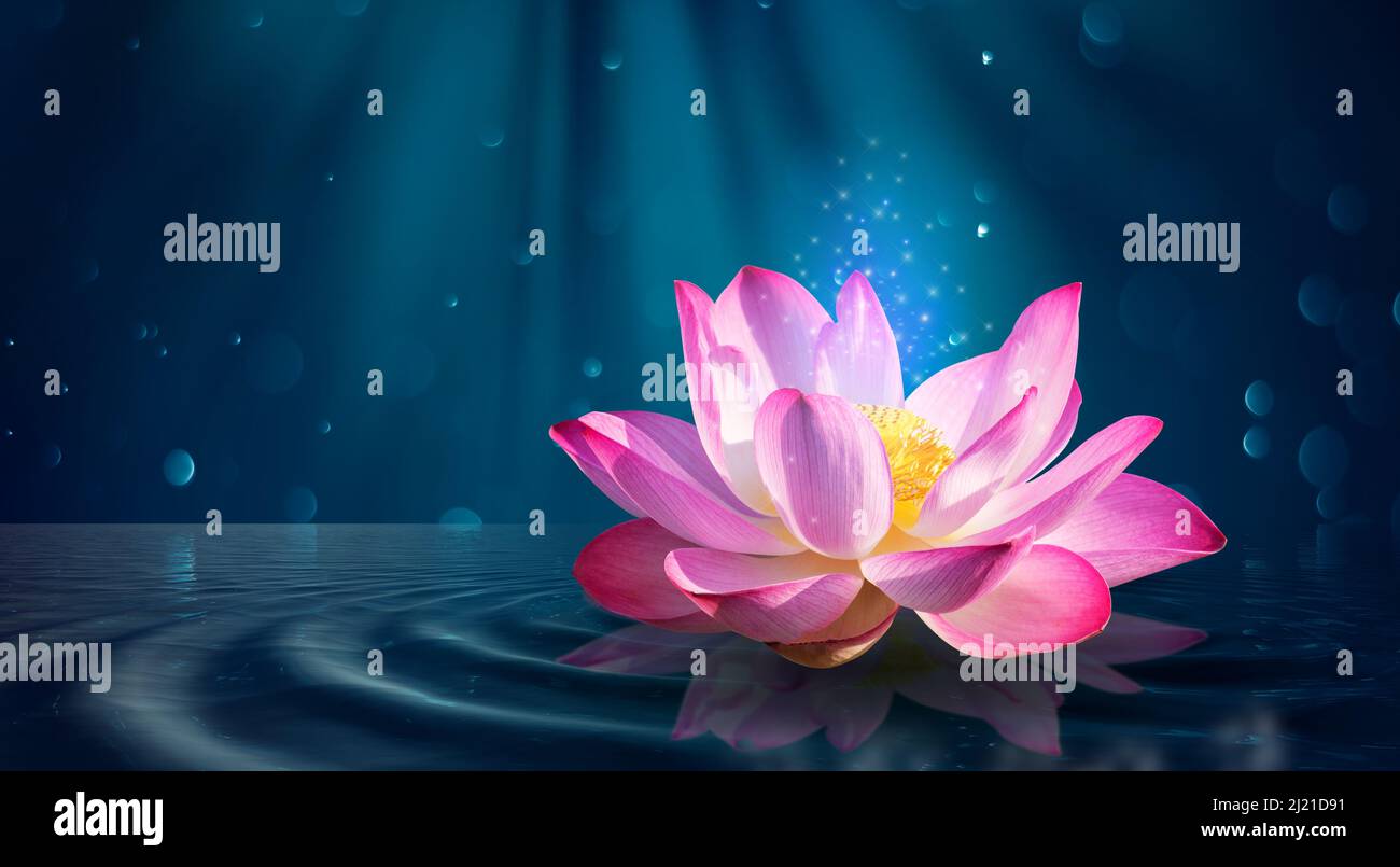 Rose lotus violet lumineux lumière flottante sparkle fond violet Banque D'Images