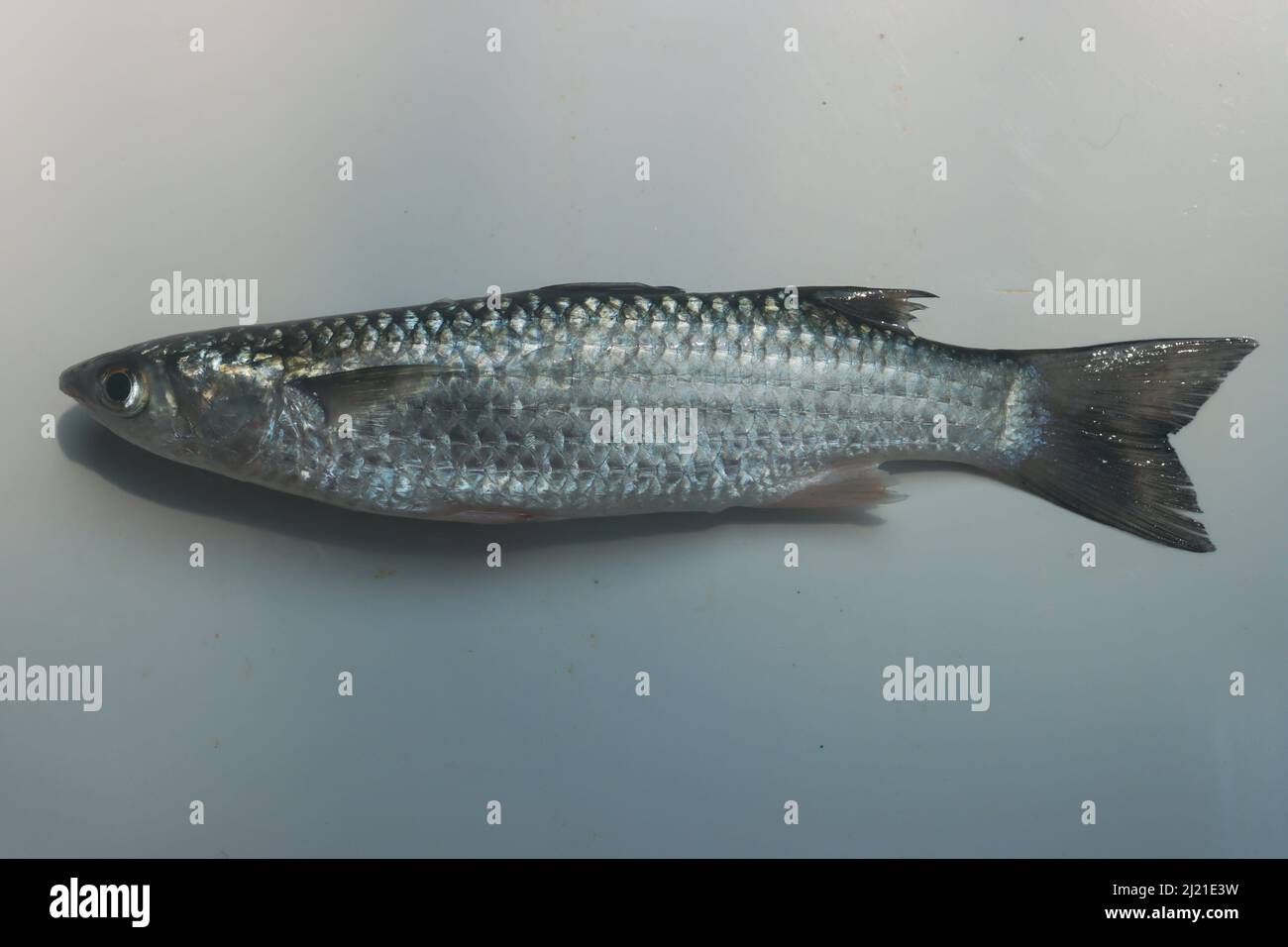 Images de la réserve de poissons de mulet mulet d'eau douce Photo Stock -  Alamy