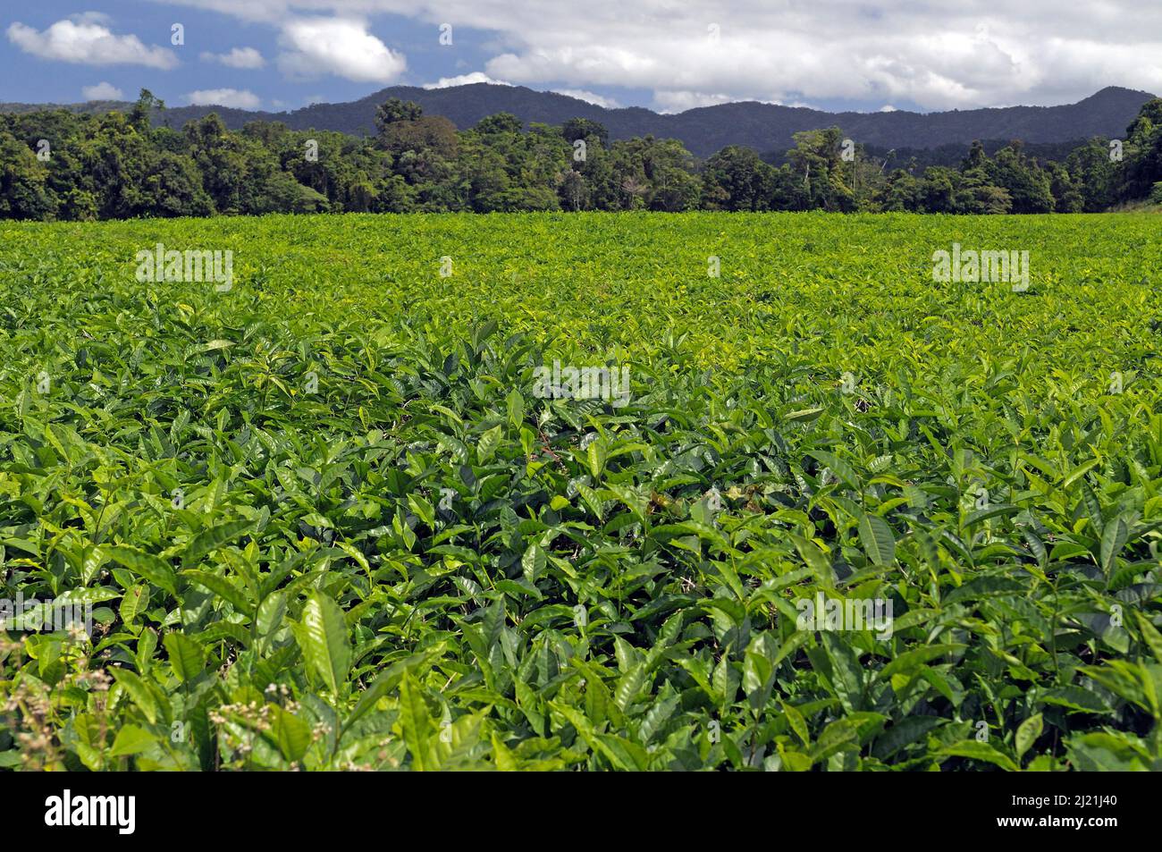 Plantation de thé dans les collines du parc national de Daintree, Australie, Queensland, parc national de Daintree Banque D'Images