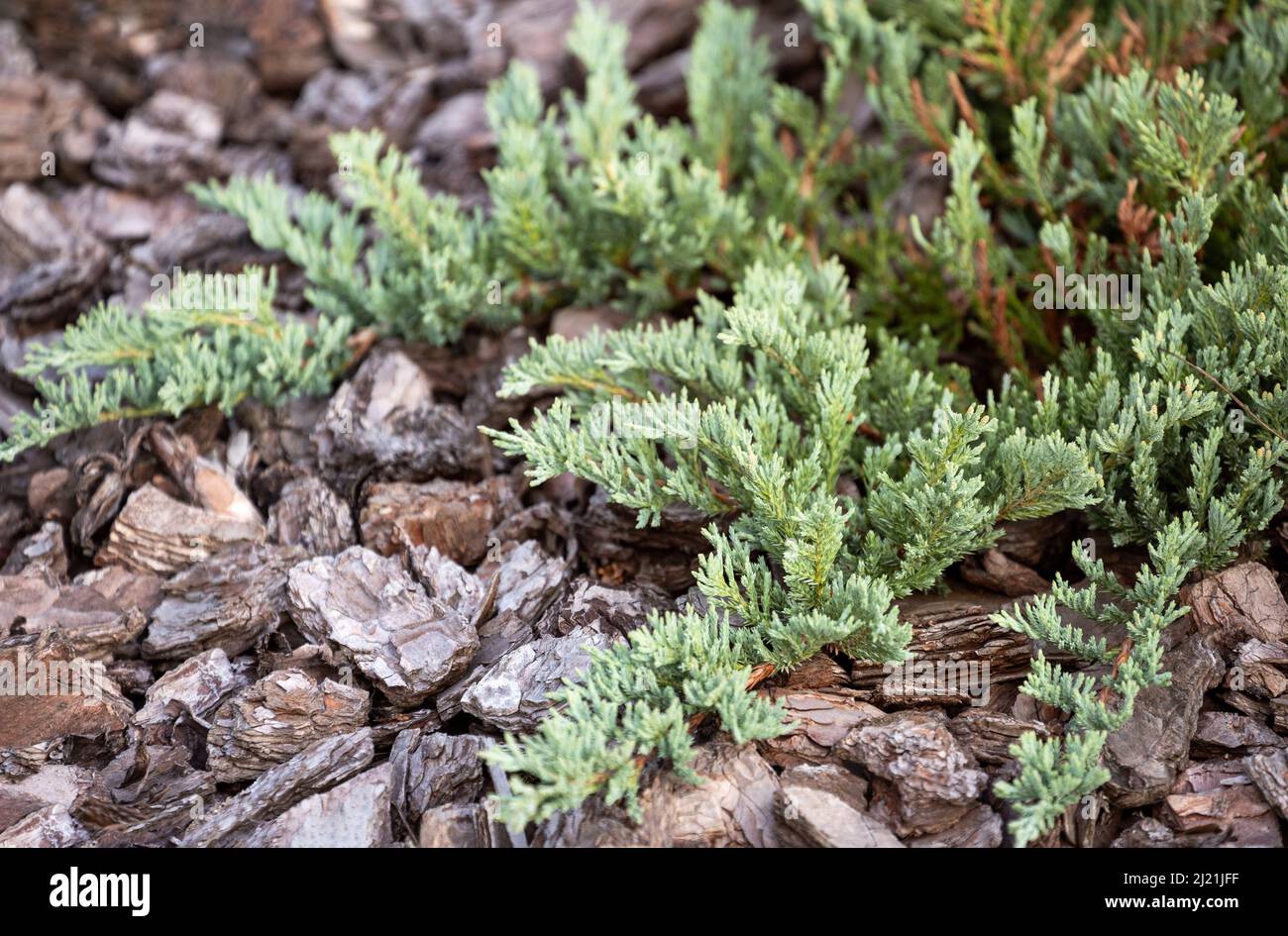 Branches de Juniperus horizontalis ou cultivar de genévrier rampant Blue Chip sur paillis d'écorce de pin Banque D'Images